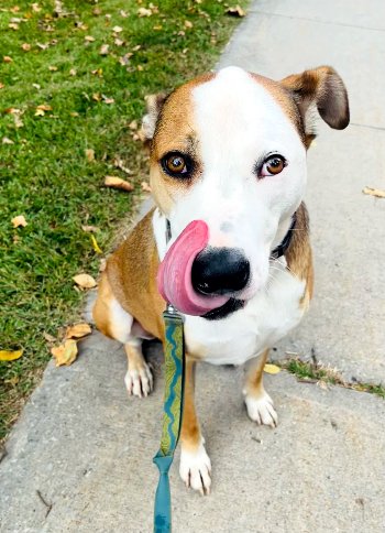 Enlarge Wallace, a Adoptable mixed breed in Bedford Hills, NY image 12/12