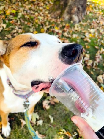 Enlarge Wallace, a Adoptable mixed breed in Bedford Hills, NY image 11/12