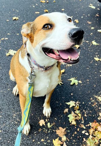 Wallace, a Adoptable mixed breed in Bedford Hills, NY image 1/12