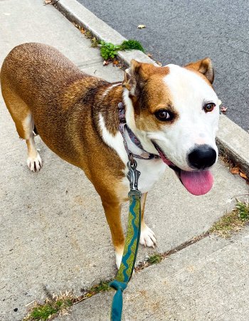 Enlarge Wallace, a Adoptable mixed breed in Bedford Hills, NY image 10/12