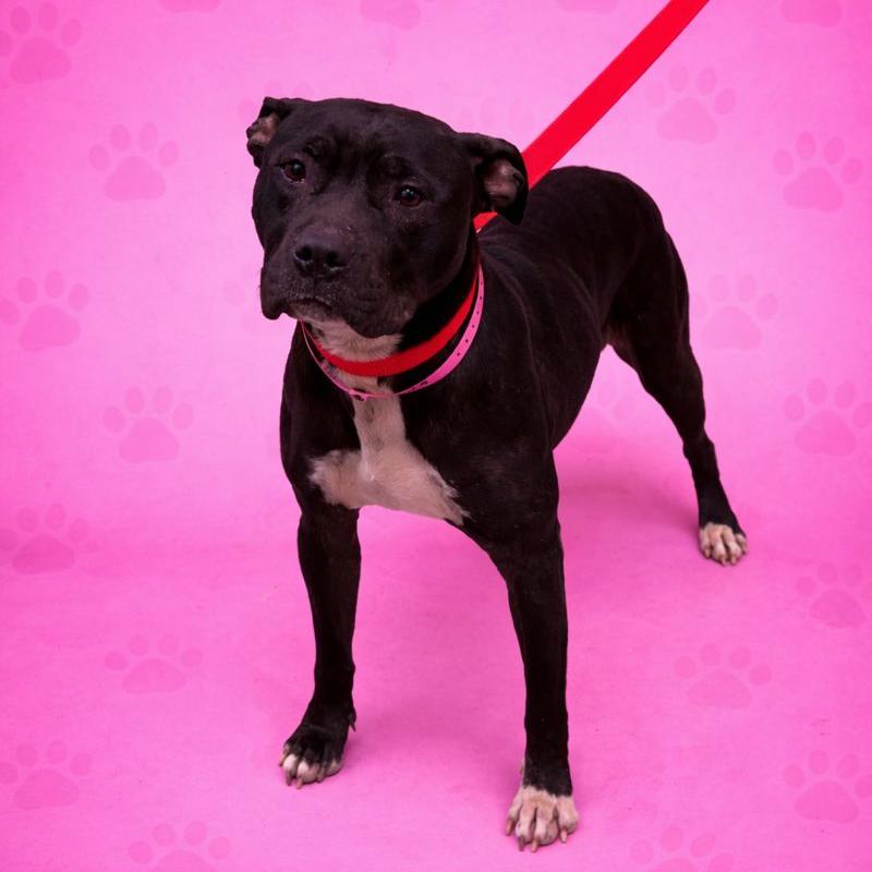 Sunny — thumbnail 2