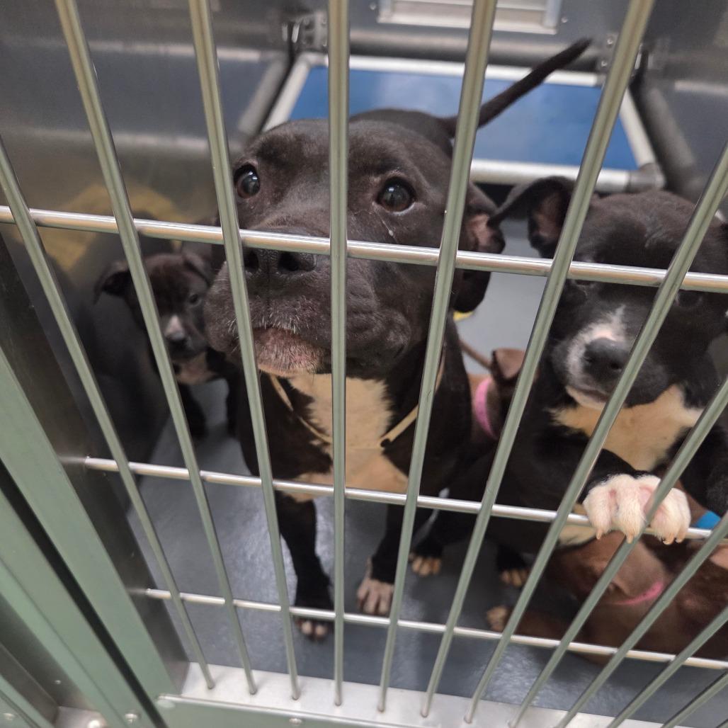 Sunny — thumbnail 3