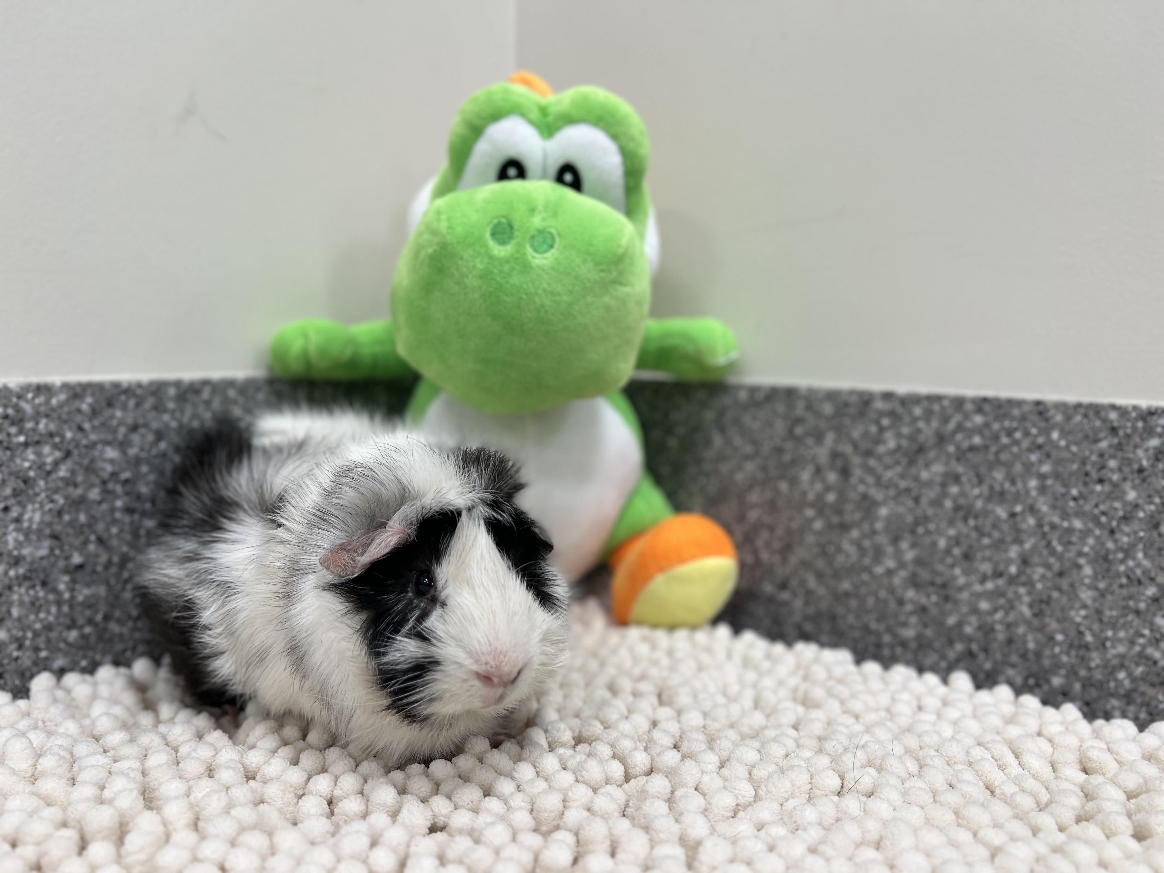 Eggo, adopted, Adult Male Abyssinian.