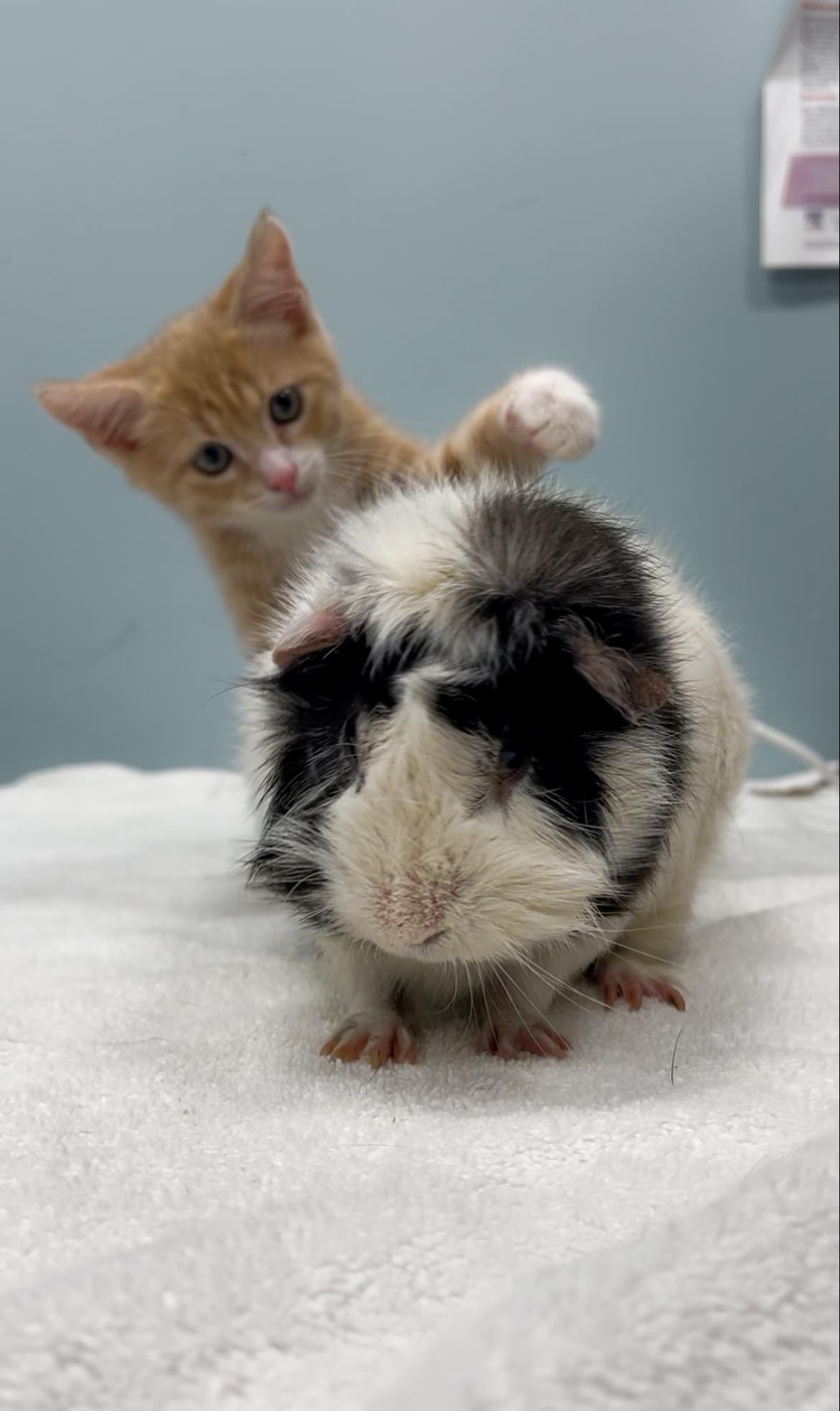 Enlarge Eggo, an adopted Abyssinian in New Rochelle, NY image 2/4