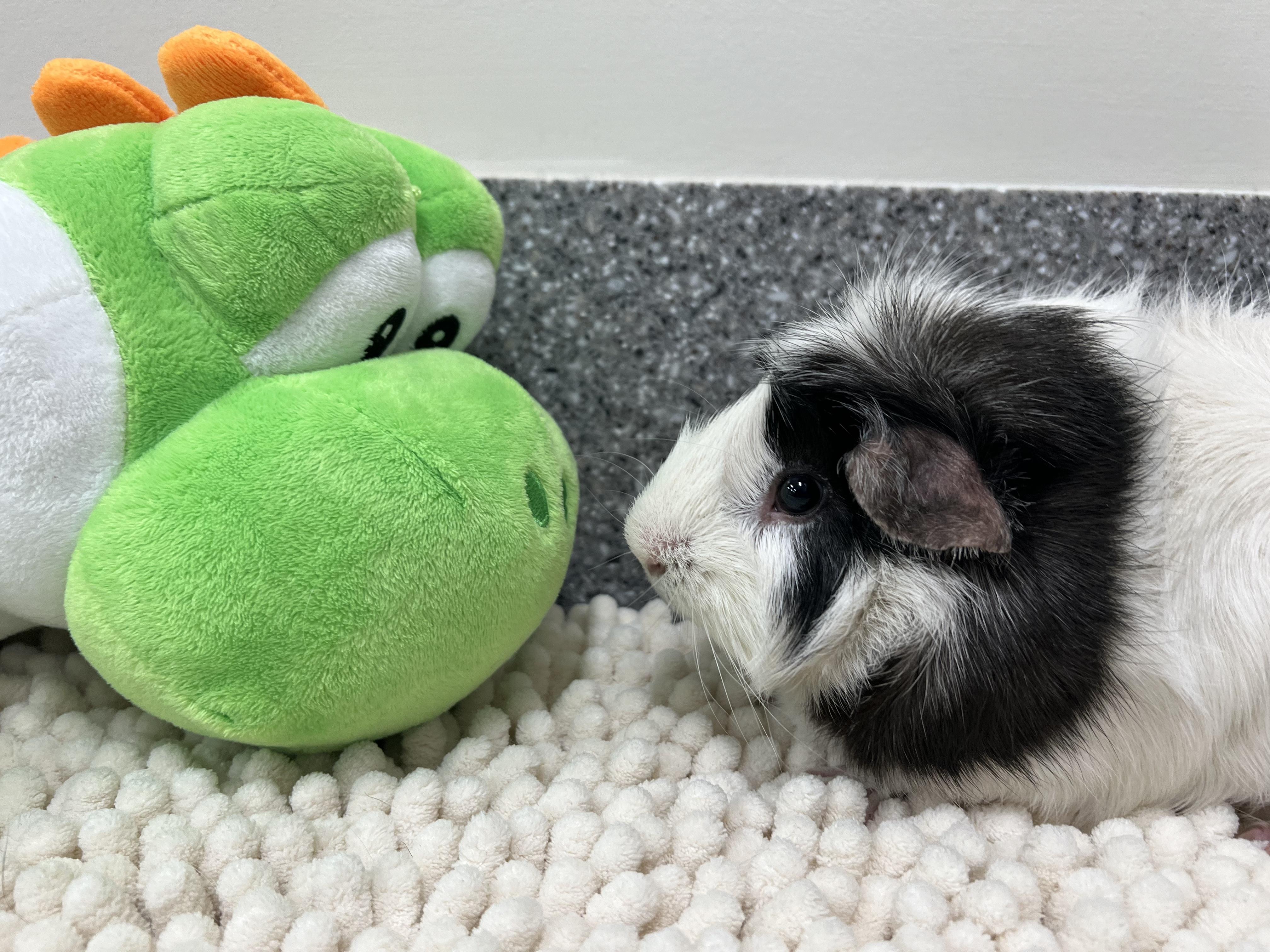 Enlarge Eggo, an adopted Abyssinian in New Rochelle, NY image 3/4