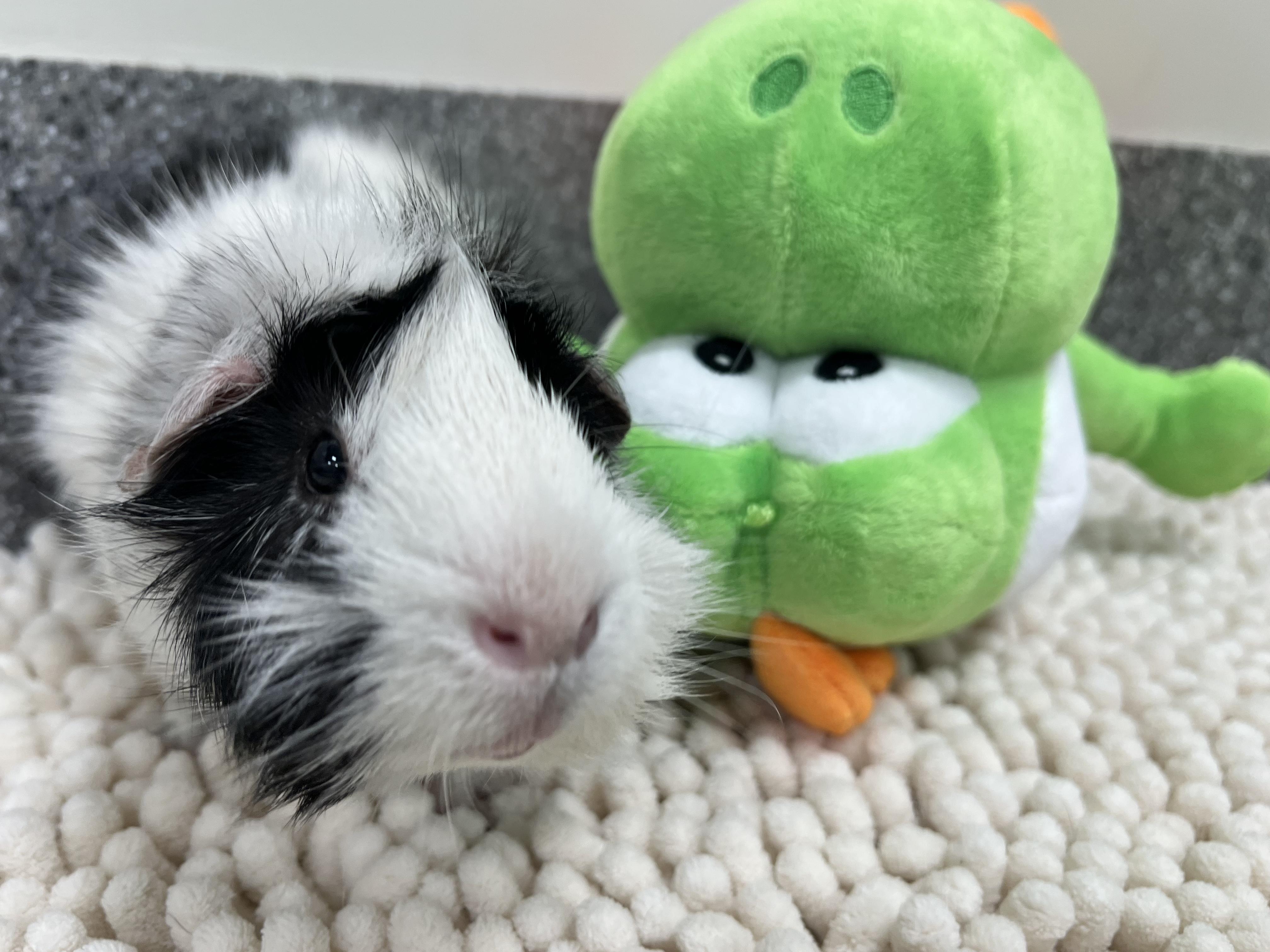 Enlarge Eggo, an adopted Abyssinian in New Rochelle, NY image 4/4