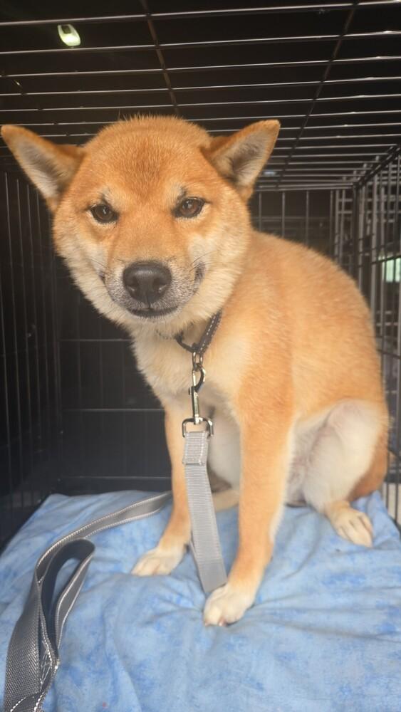 Enlarge Tim Ferndale, a Adoptable Shiba Inu in Waunakee, WI image 1/6
