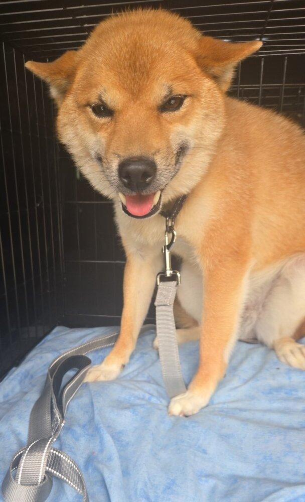 Enlarge Tim Ferndale, a Adoptable Shiba Inu in Waunakee, WI image 2/6