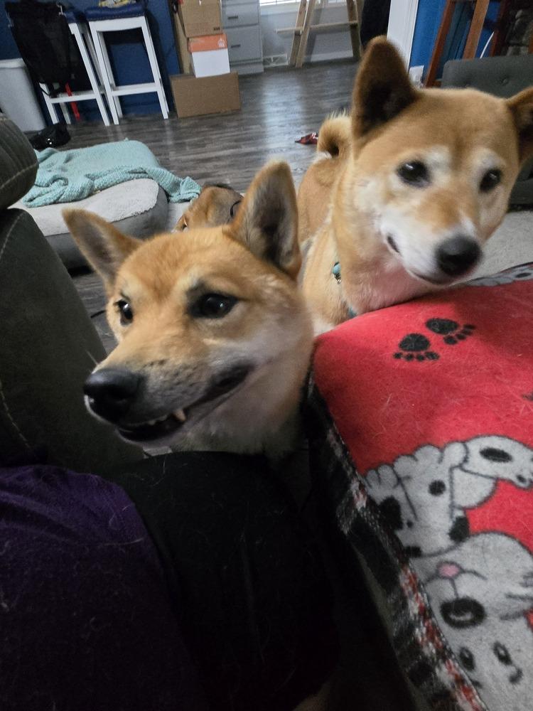 Enlarge Tim Ferndale, a Adoptable Shiba Inu in Waunakee, WI image 3/6