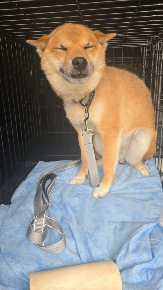 Enlarge Tim Ferndale, a Adoptable Shiba Inu in Waunakee, WI image 4/6