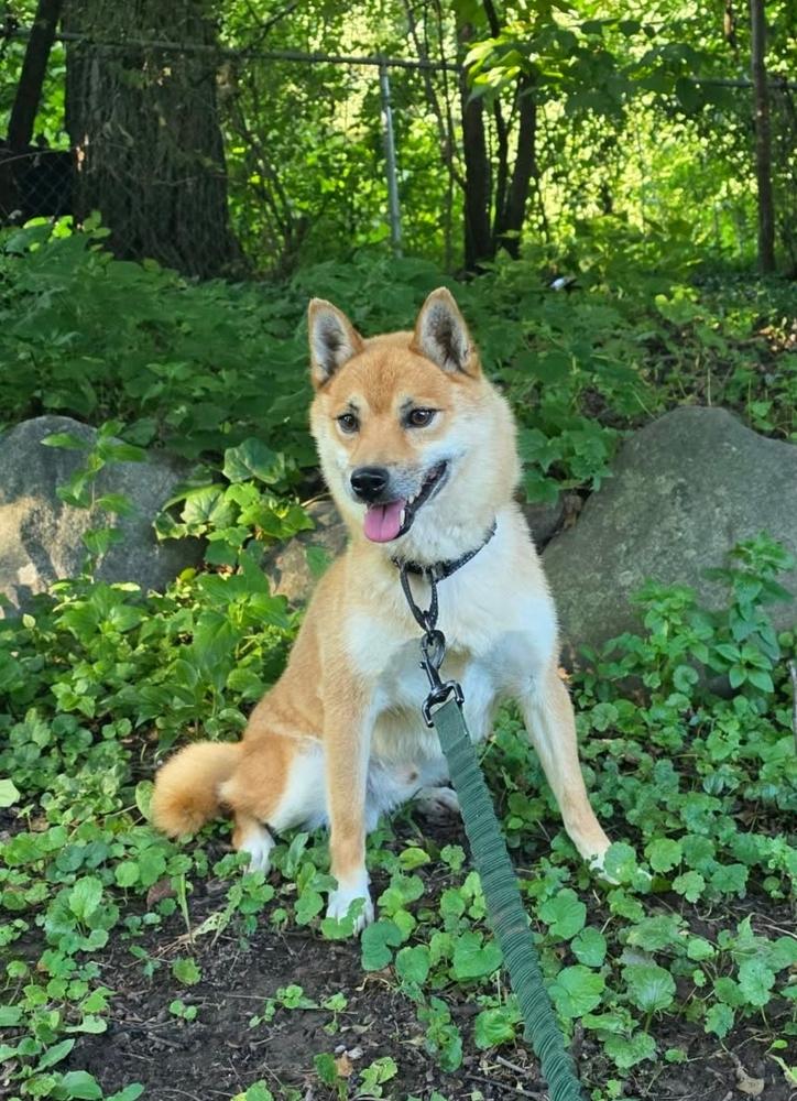 Enlarge Tim Ferndale, a Adoptable Shiba Inu in Waunakee, WI image 5/6
