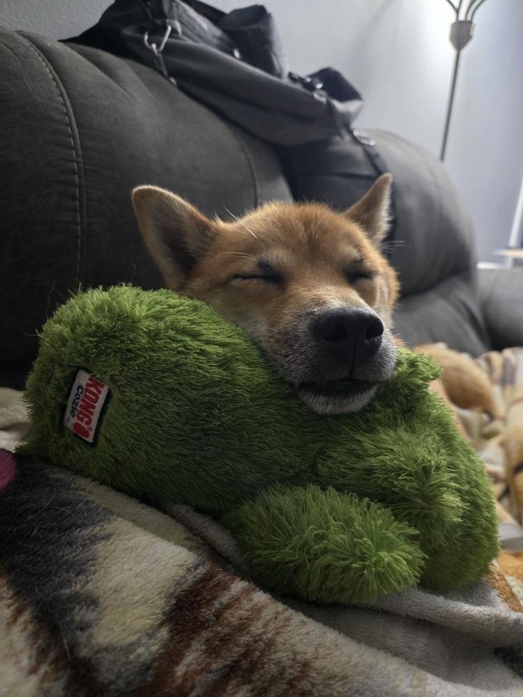 Enlarge Tim Ferndale, a Adoptable Shiba Inu in Waunakee, WI image 5/6