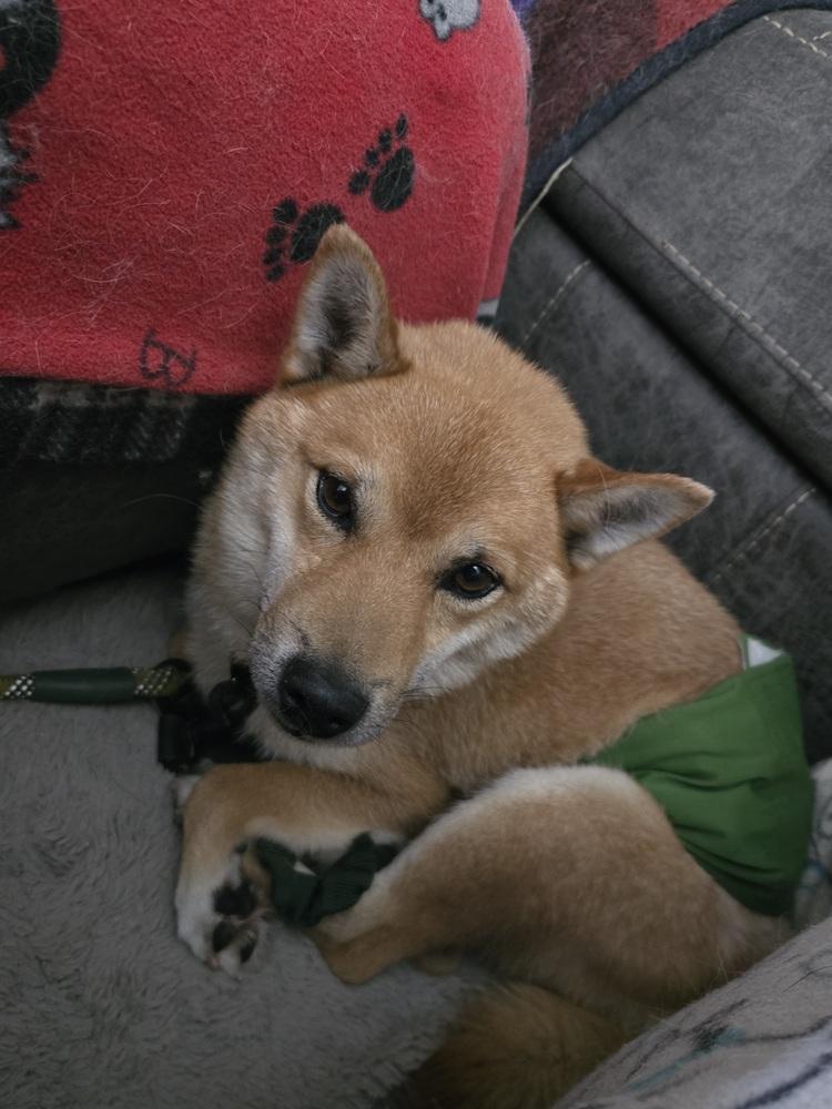 Enlarge Tim Ferndale, a Adoptable Shiba Inu in Waunakee, WI image 6/6