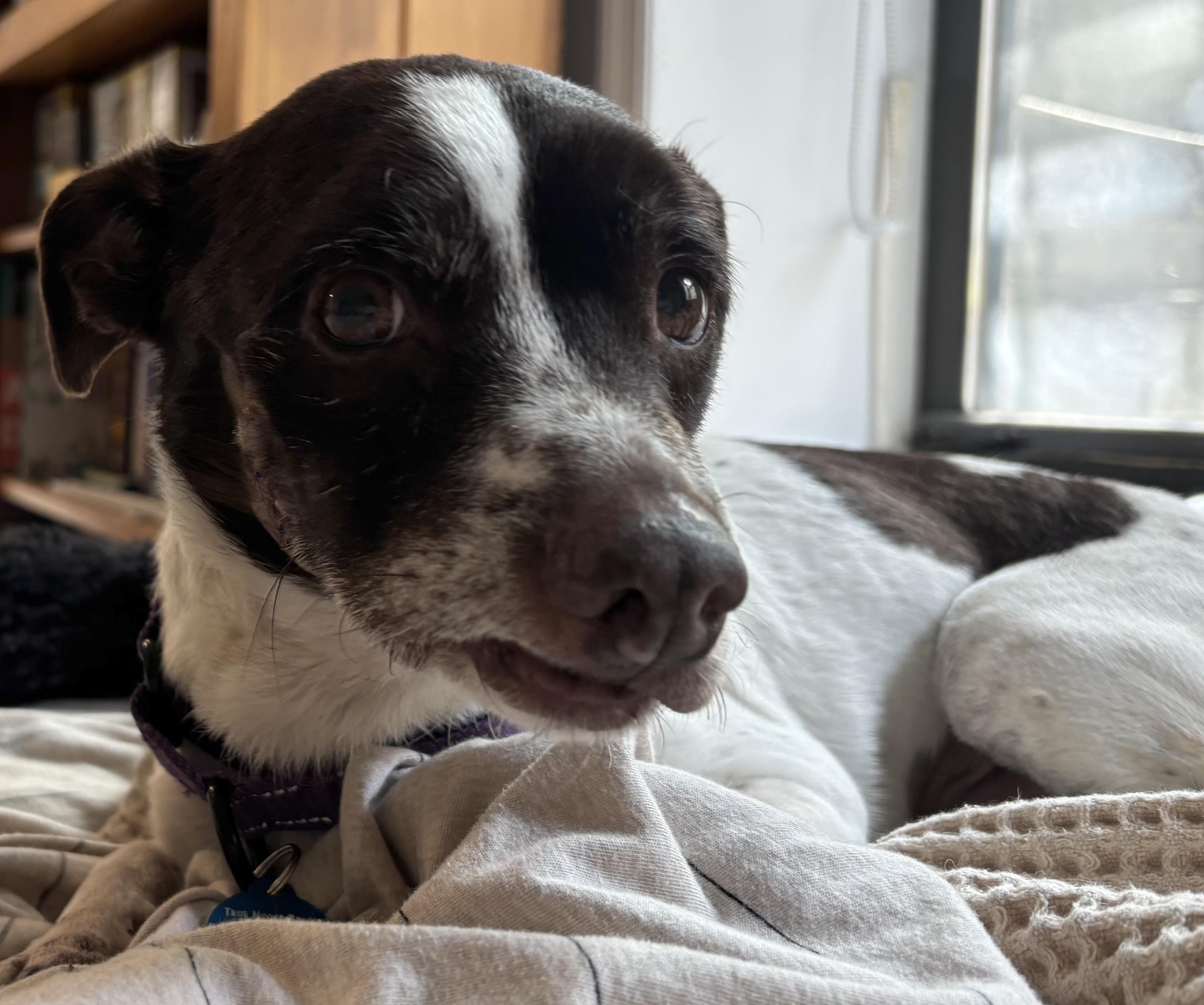 Enlarge Trixie, a ADOPTABLE mixed breed in Brooklyn, NY image 4/6