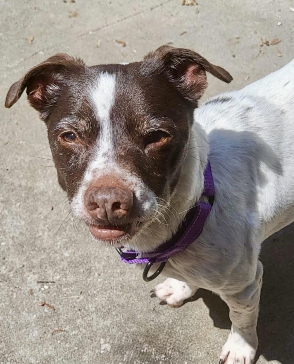 Enlarge Trixie, a ADOPTABLE mixed breed in Brooklyn, NY image 3/6