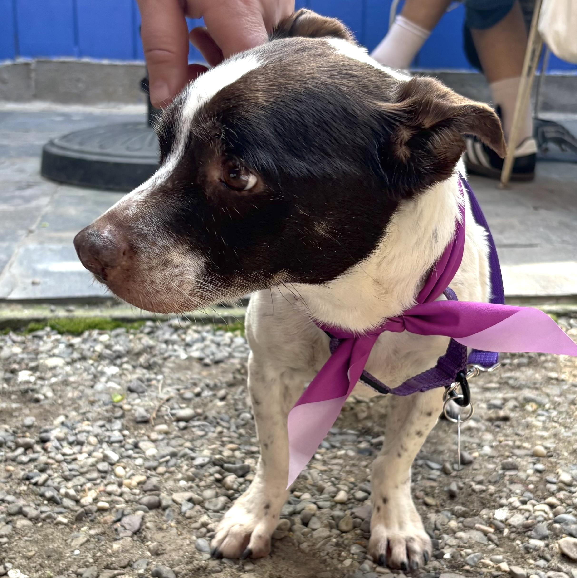 Enlarge Trixie, a ADOPTABLE mixed breed in Brooklyn, NY image 5/6