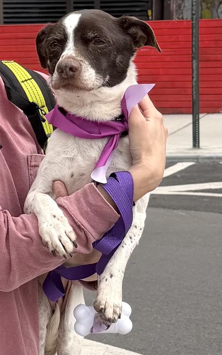 Enlarge Trixie, a ADOPTABLE mixed breed in Brooklyn, NY image 2/6