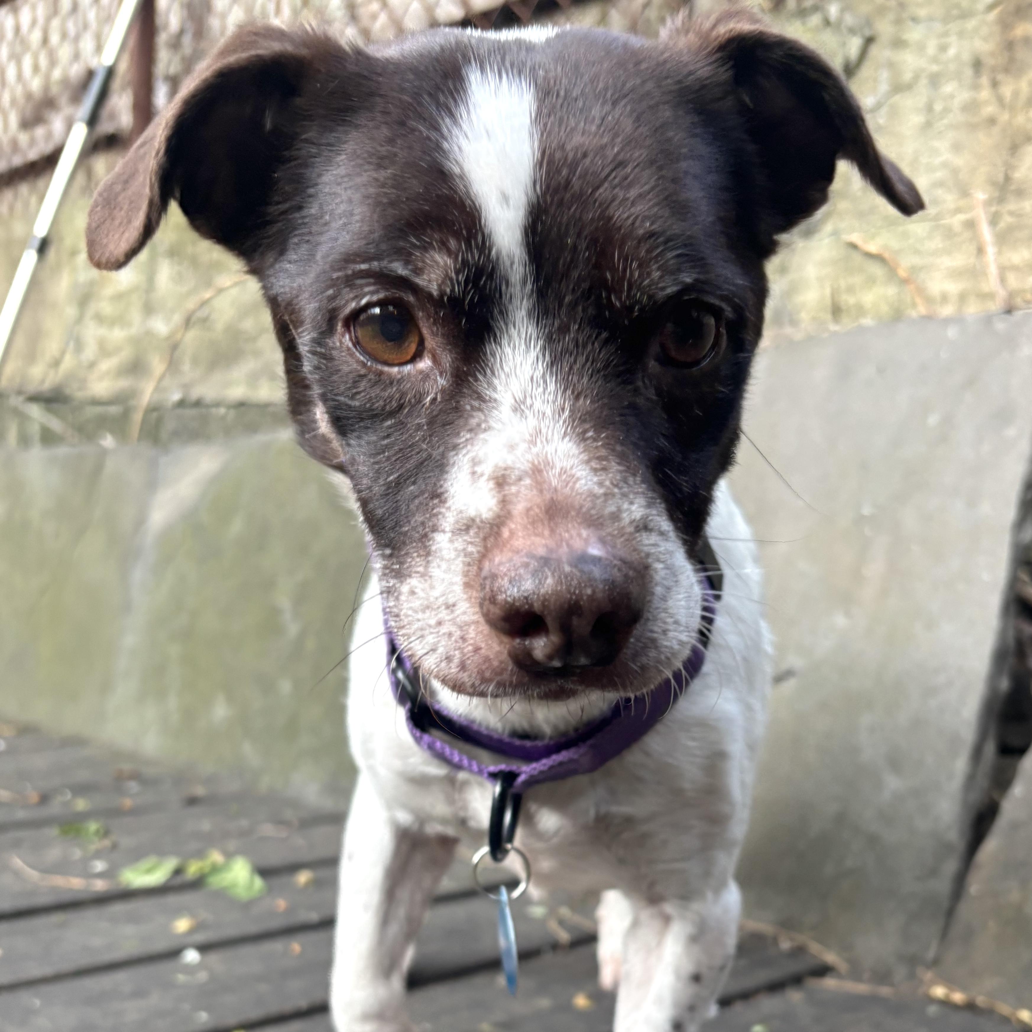 Enlarge Trixie, a ADOPTABLE mixed breed in Brooklyn, NY image 1/6
