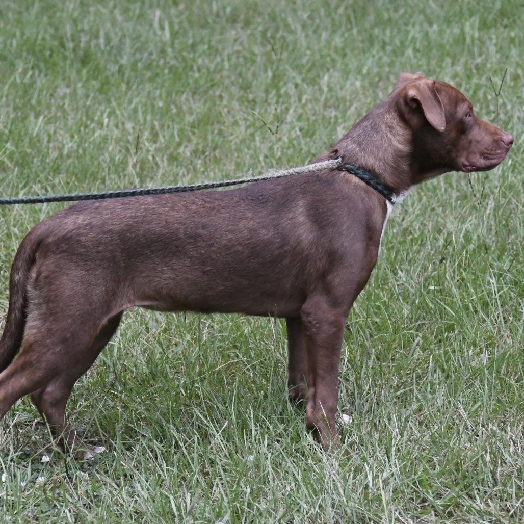 Ethel, Adoptable, Young Female Shepherd & Mixed Breed.