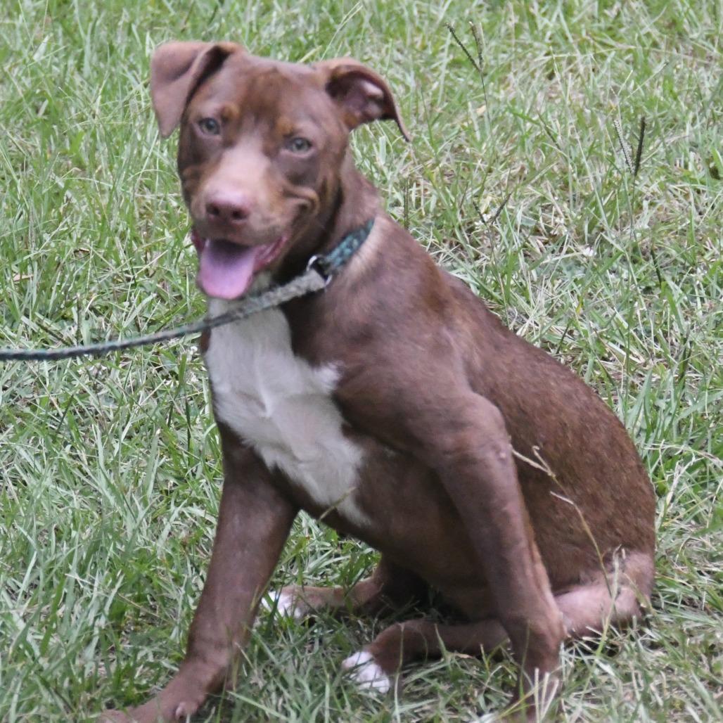 Enlarge Ethel, a Adoptable mixed breed in Natchez, MS image 2/4