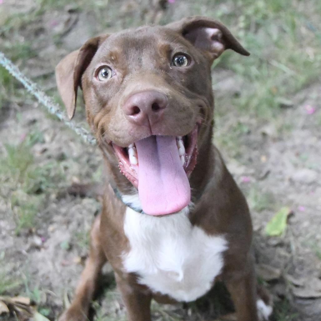 Enlarge Ethel, a Adoptable mixed breed in Natchez, MS image 3/4