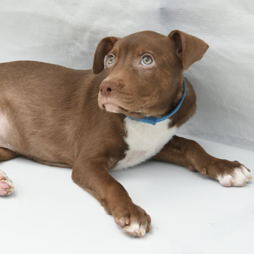 Enlarge Ethel, a Adoptable mixed breed in Natchez, MS image 4/4
