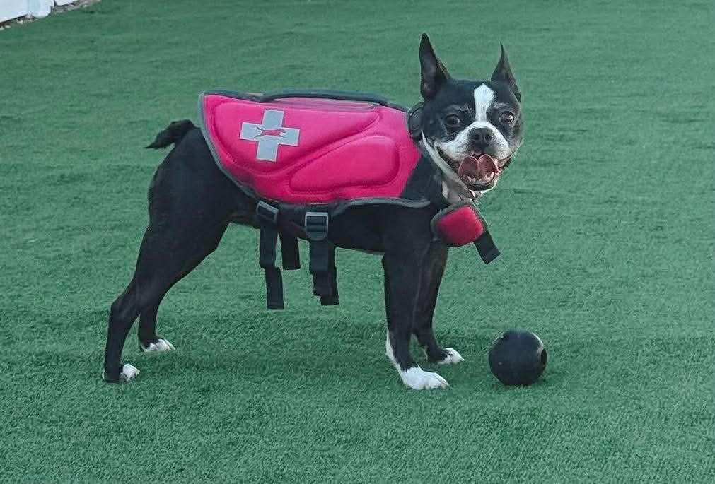 Pebbles, adopted, Adult Female Boston Terrier.