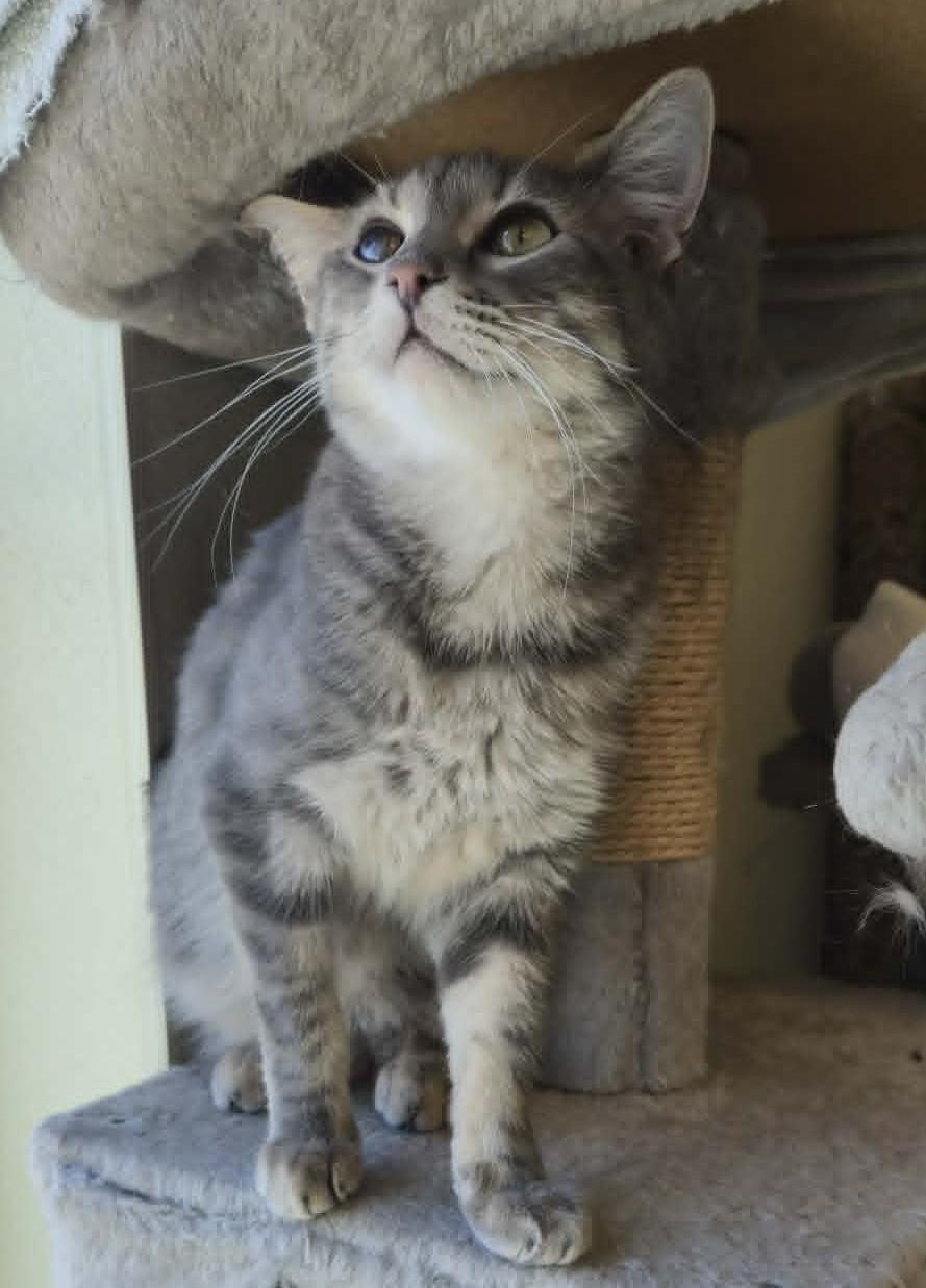 Dopey, Adoptable, Adult Male Domestic Short Hair.