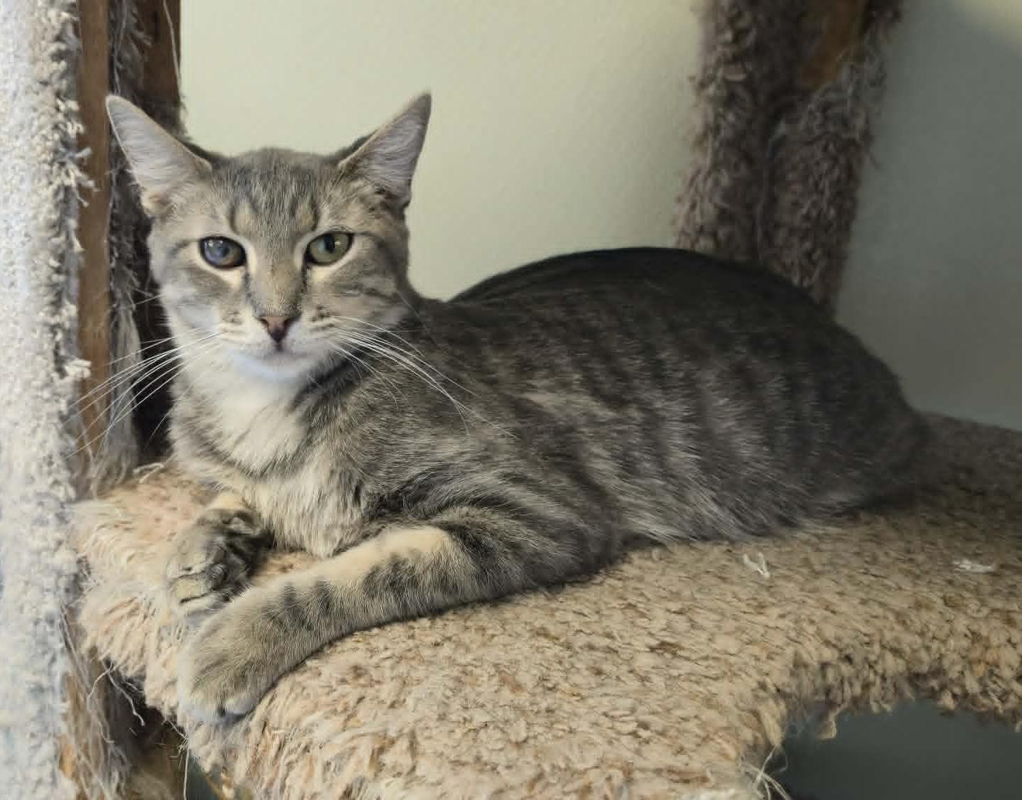 Enlarge Dopey, a Adoptable mixed breed in Larned, KS image 3/4