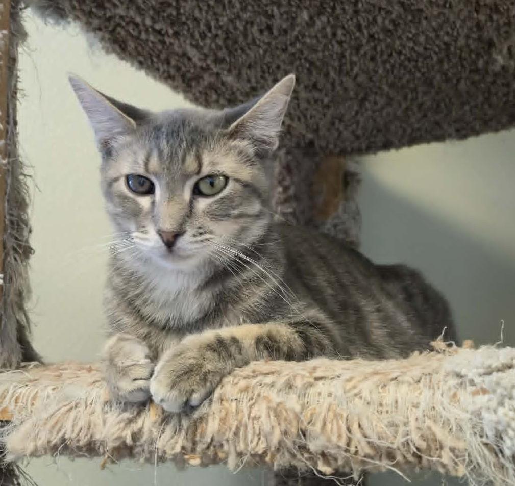 Enlarge Dopey, a Adoptable mixed breed in Larned, KS image 4/4