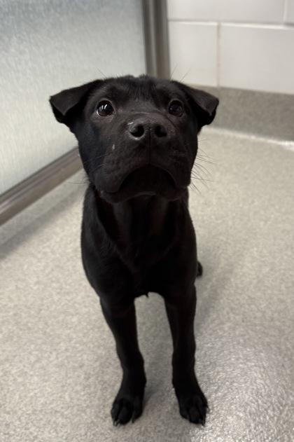 Cortado, Adoptable, Puppy Male Shar-Pei & Pit Bull Terrier.