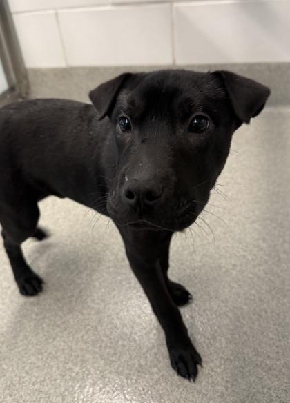 Enlarge Cortado, a Adoptable mixed breed in Grapevine, TX image 2/2