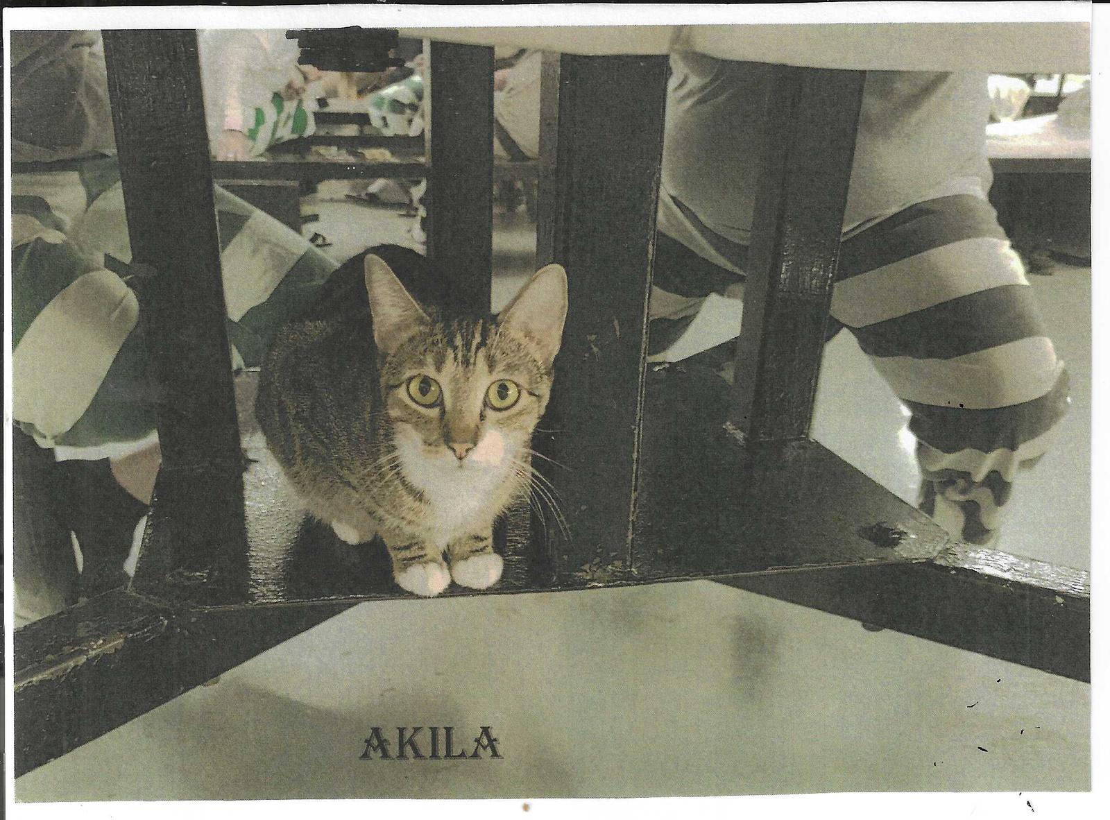 Akila