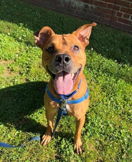 Enlarge SCUTTLE, a Adoptable Pit Bull Terrier in Boston, MA image 1/1