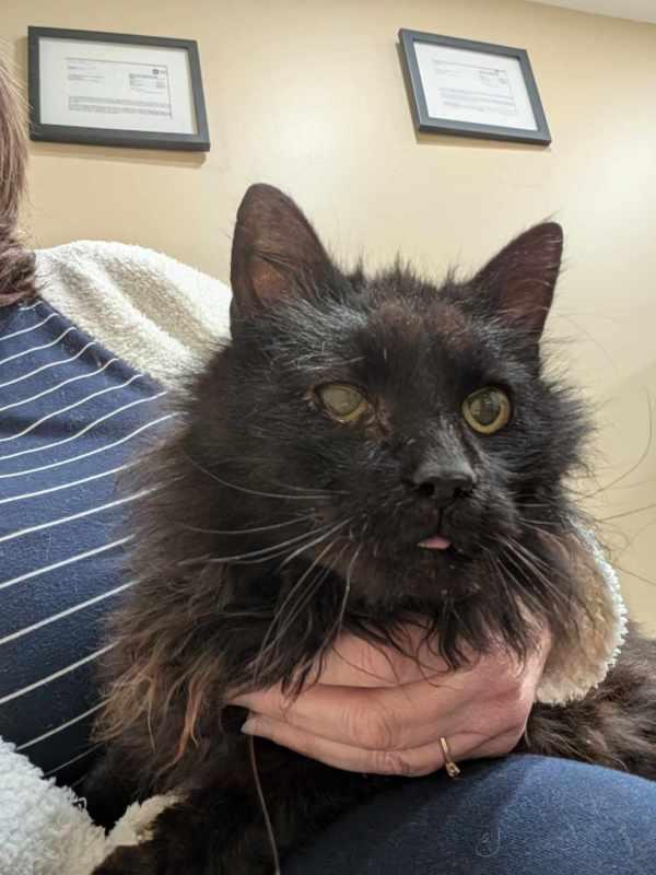 Twinkie, Adopted, Senior Female Domestic Medium Hair.