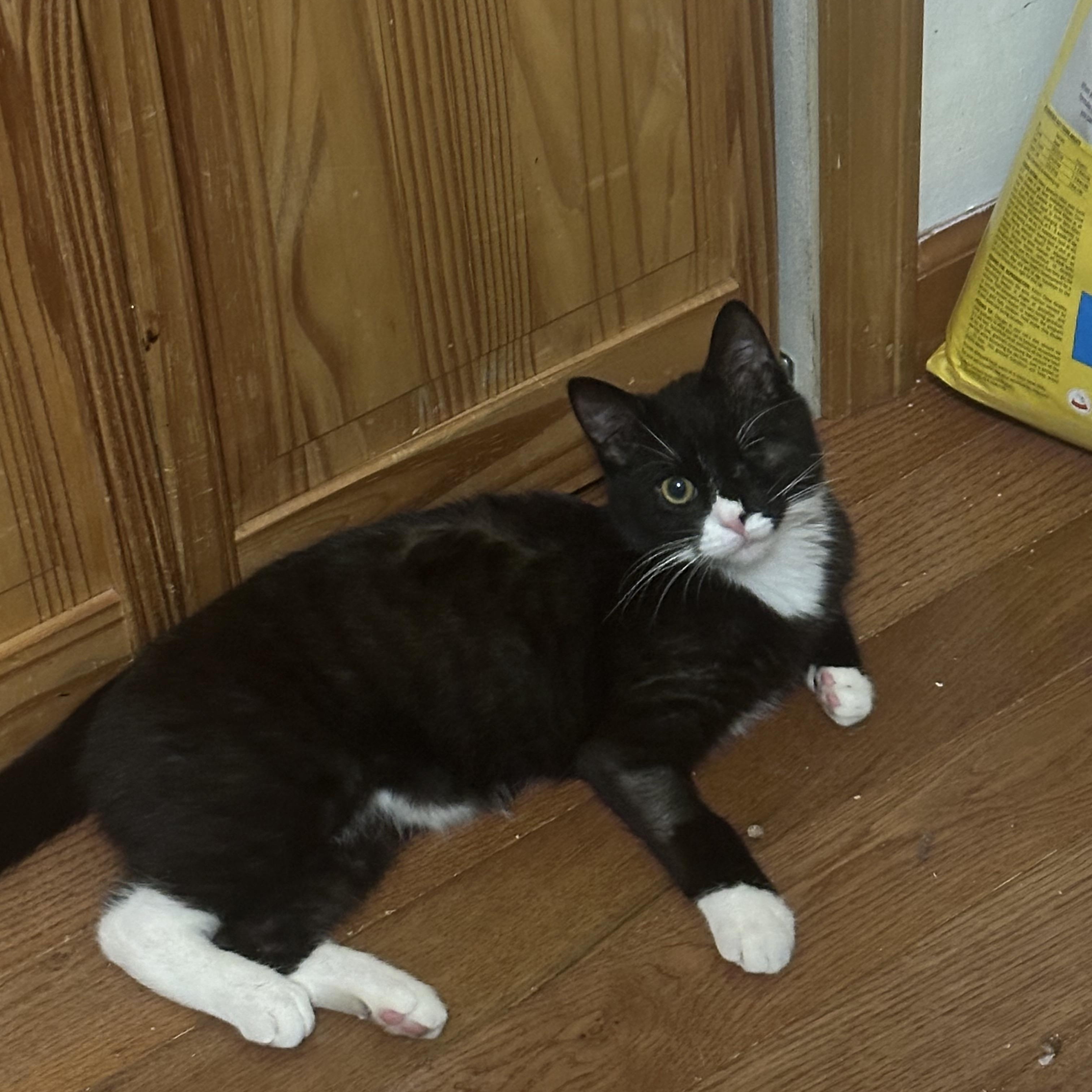 Enlarge Vance, a ADOPTABLE Tuxedo in Cornwall, NY image 5/6