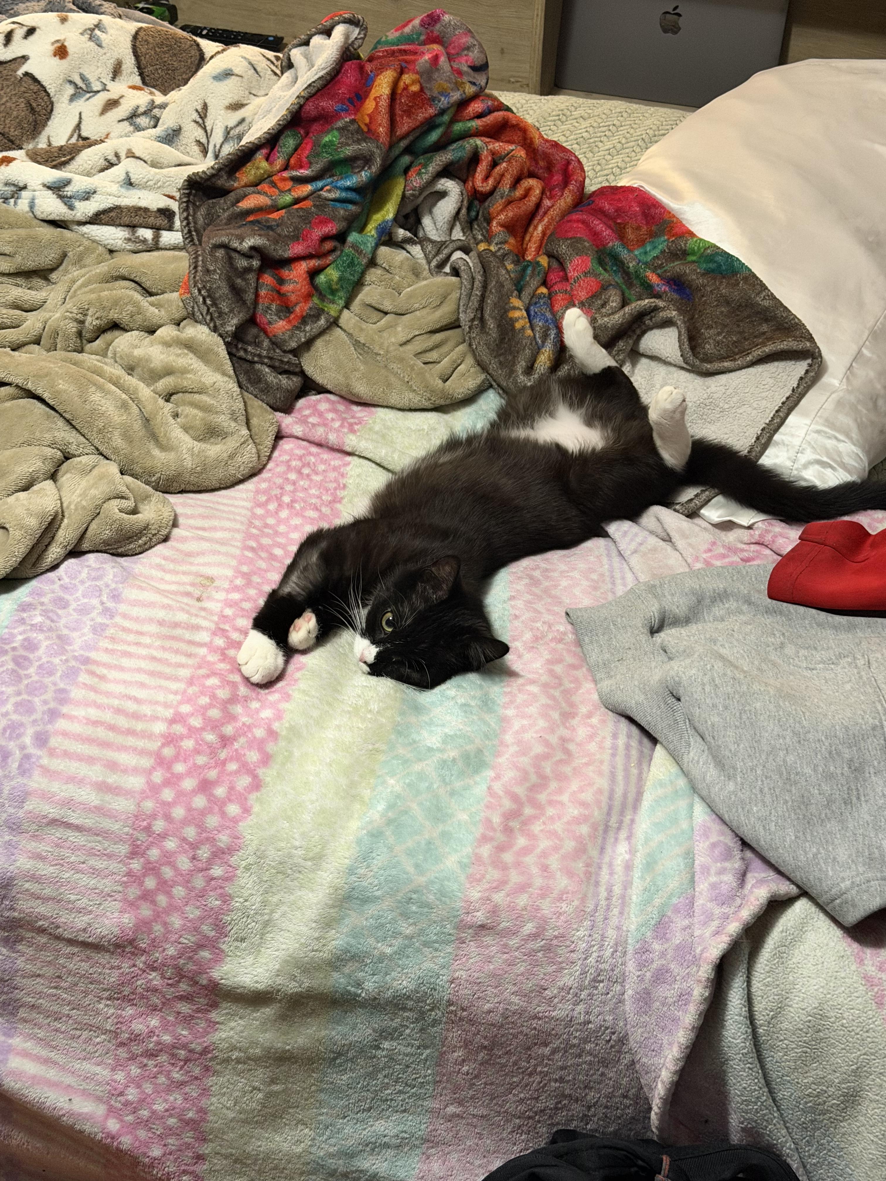 Enlarge Vance, a ADOPTABLE Tuxedo in Cornwall, NY image 2/2