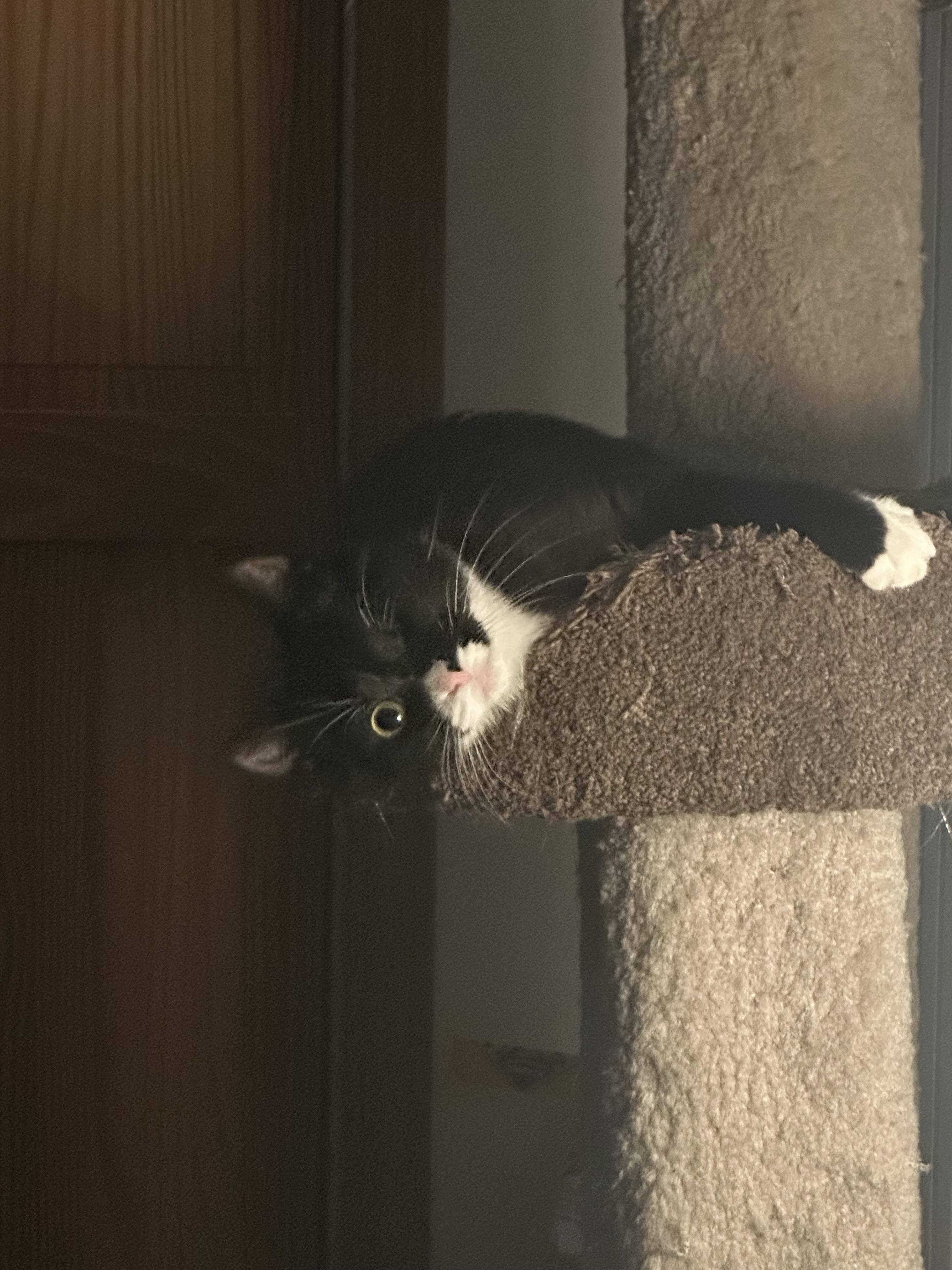 Enlarge Vance, a ADOPTABLE Tuxedo in Cornwall, NY image 3/6