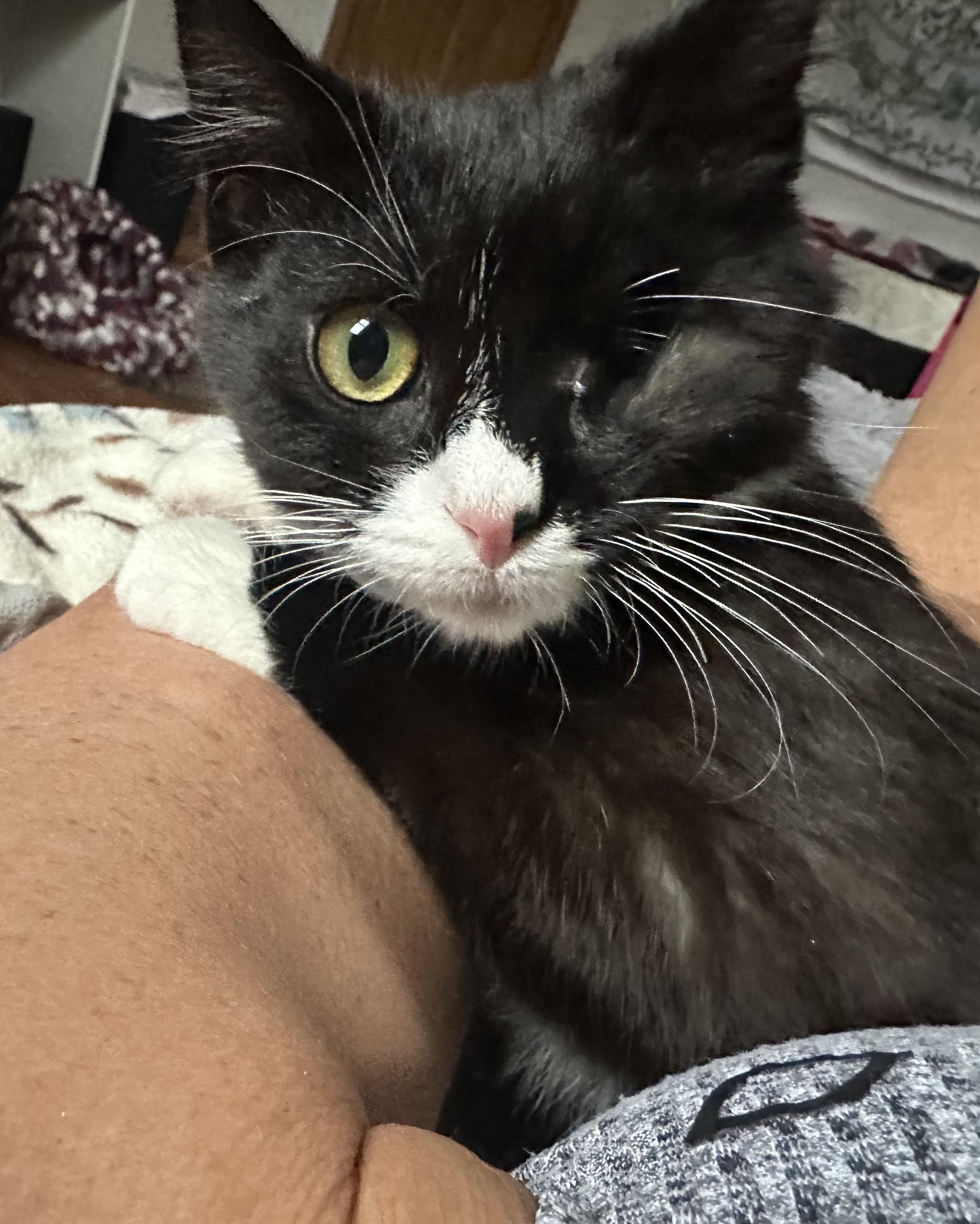 Enlarge Vance, a ADOPTABLE Tuxedo in Cornwall, NY image 1/2