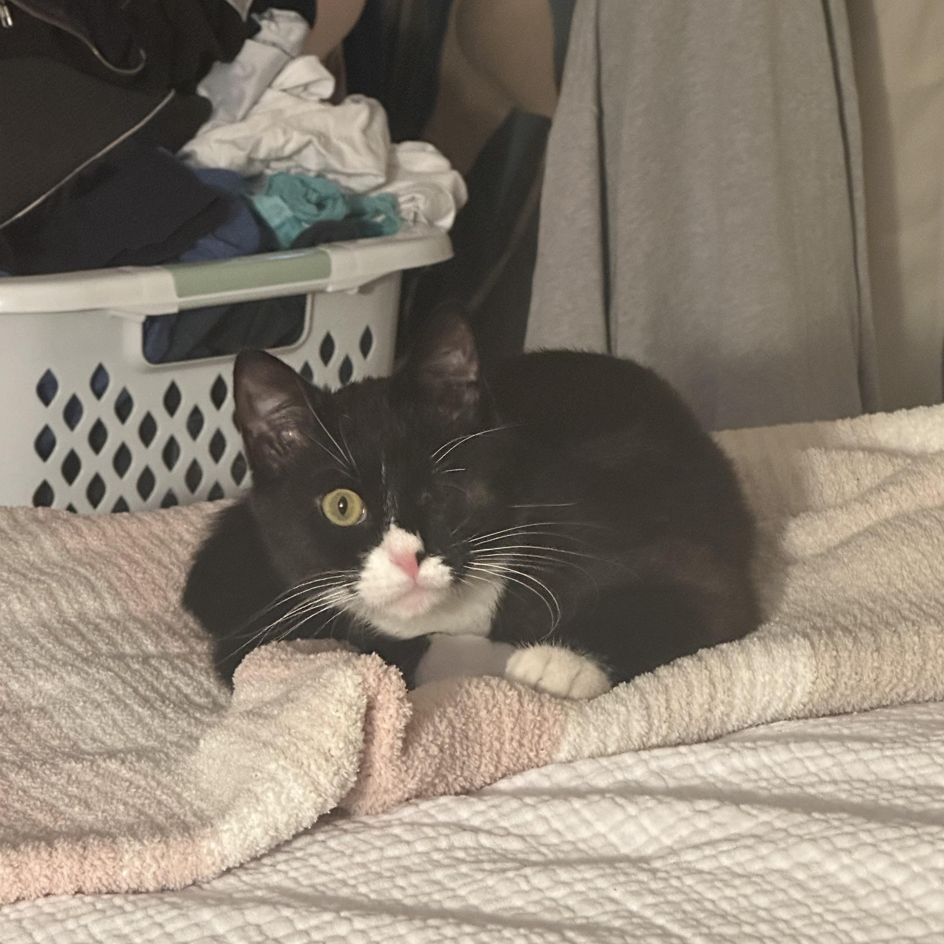 Enlarge Vance, a ADOPTABLE Tuxedo in Cornwall, NY image 4/6