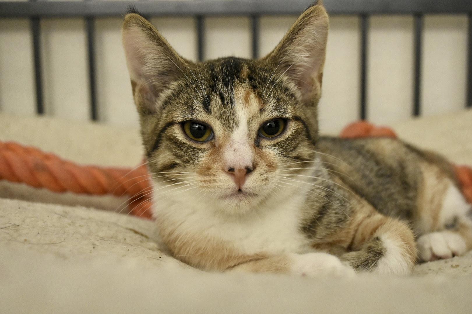 Enlarge Callie, a Adoptable Domestic Short Hair in San Juan Capistrano, CA image 1/2