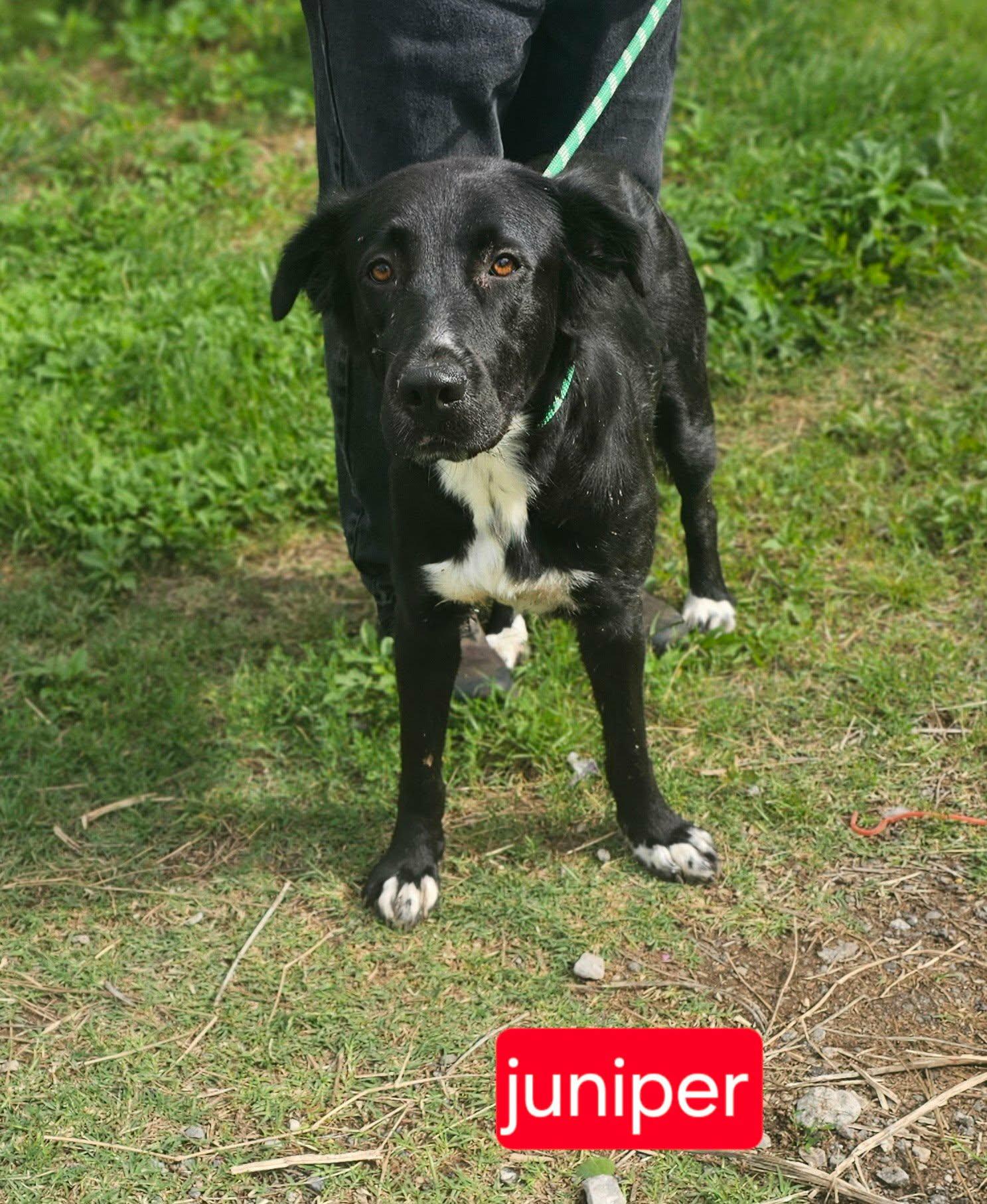 Juniper, adopted, Young Female Collie & Retriever.