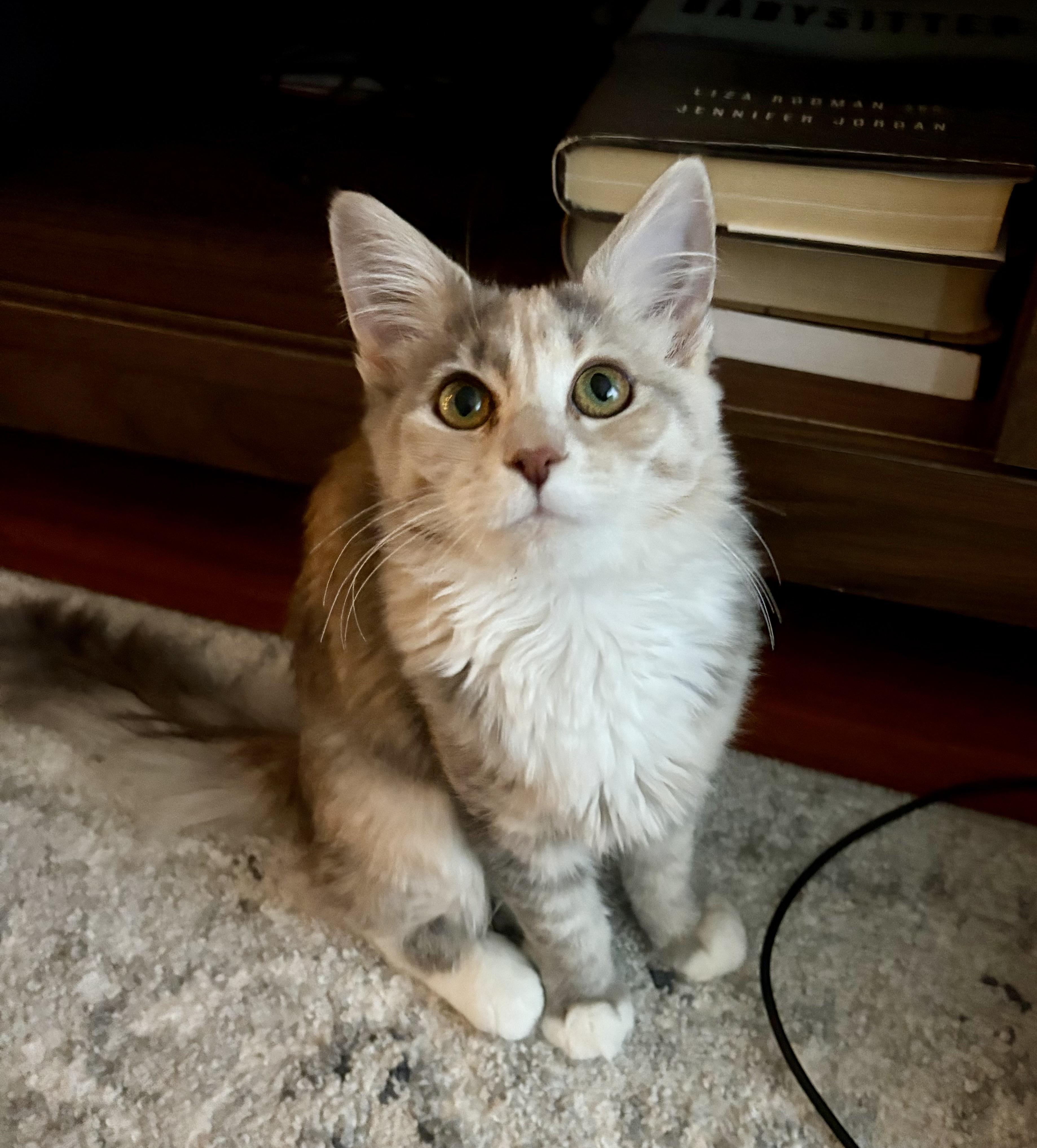 Dove, ADOPTABLE, Kitten Female Dilute Tortoiseshell.