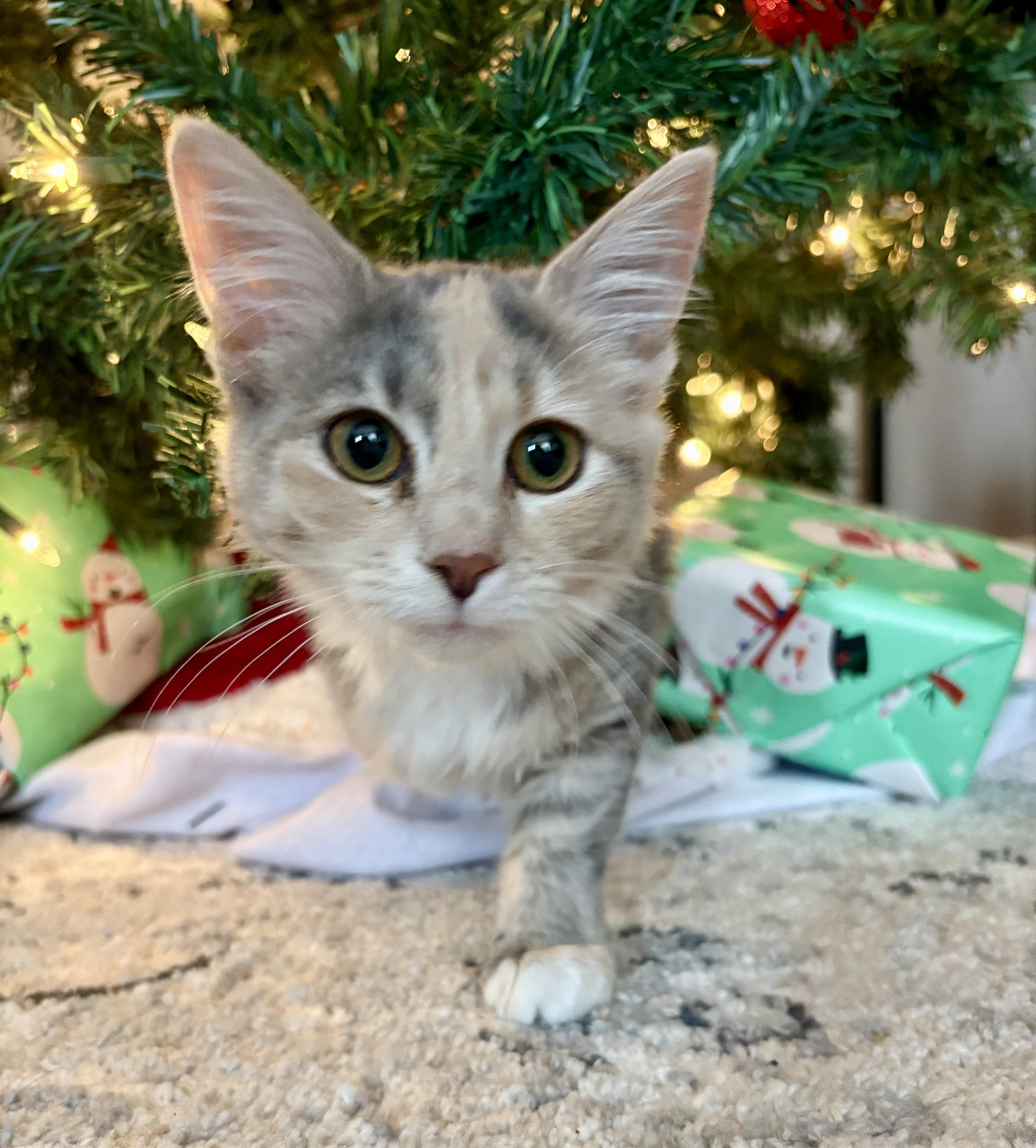 Enlarge Dove, a ADOPTABLE Dilute Tortoiseshell in Frederick, MD image 2/3