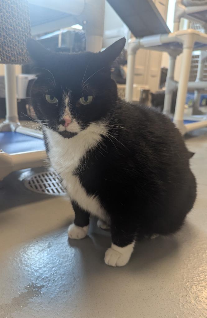 Maggie, Adoptable, Adult Female Domestic Short Hair.