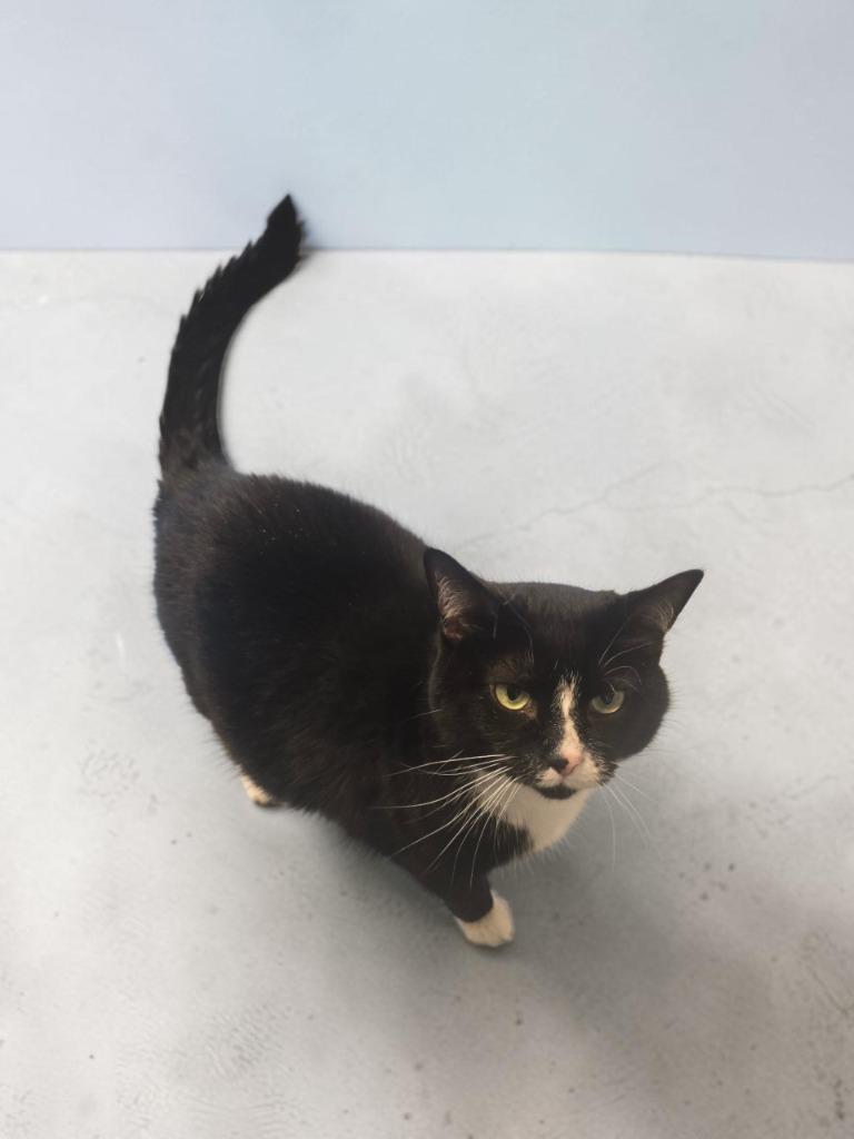 Maggie, Adoptable, Adult Female Domestic Short Hair.