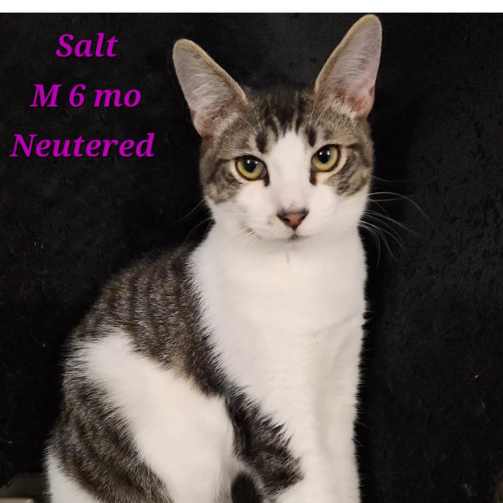 Salt, Adoptable, Young Male Domestic Short Hair.