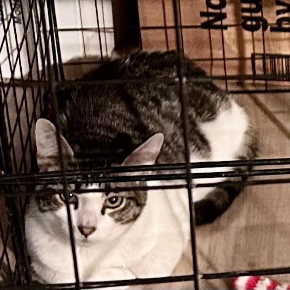 Salt, a Adoptable Domestic Short Hair in Moses Lake, WA image 2/3