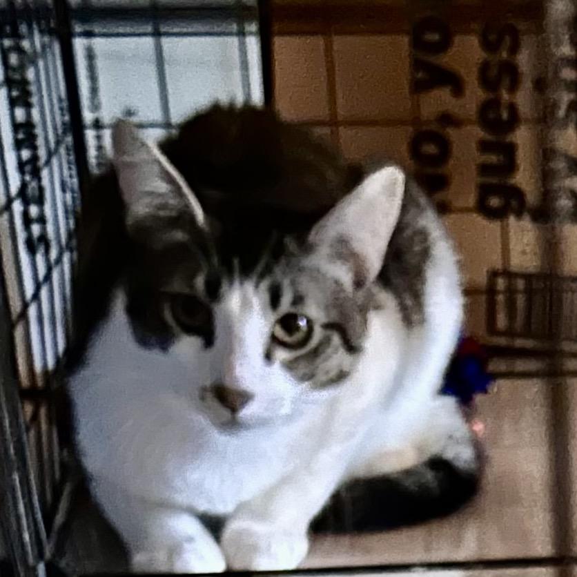 Salt, a Adoptable Domestic Short Hair in Moses Lake, WA image 3/3