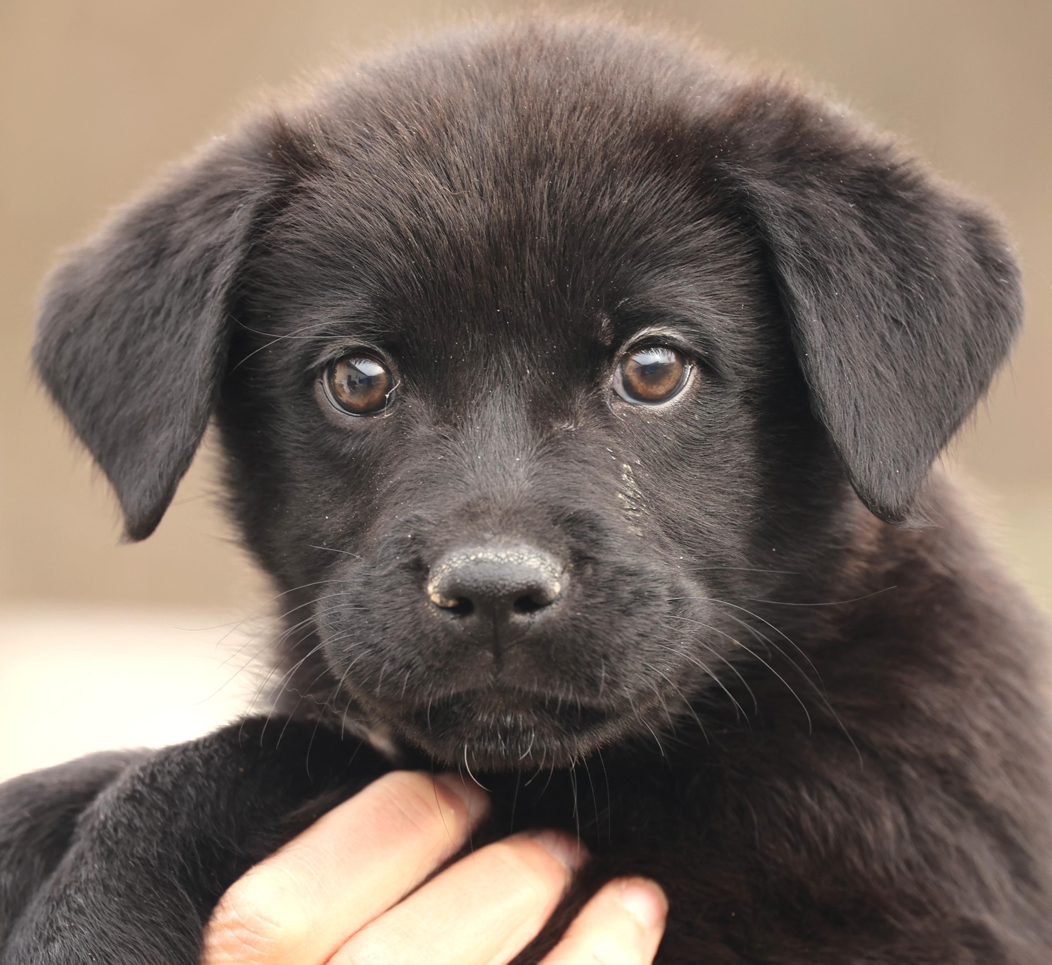 Enlarge Archer-Available! www.lhar.dog to apply! , an adoptable mixed breed in Frederick, MD image 1/6